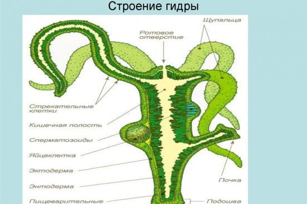 Можно вывести деньги с кракена