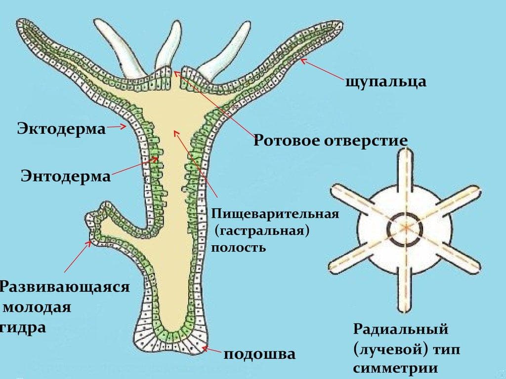 Кракен клир ссылка